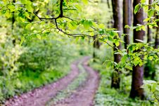 Ground Road In The Forest Among The Trees In The Spring. Spring Landscape_ Royalty Free Stock Photography