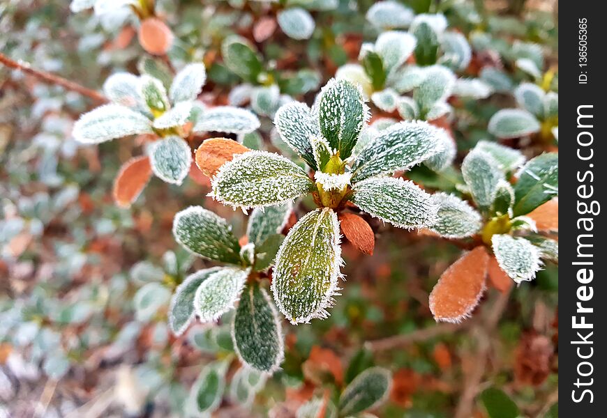 Winter Frost-covered Azalea Leaf. Winter Frost-covered Azalea Leaf