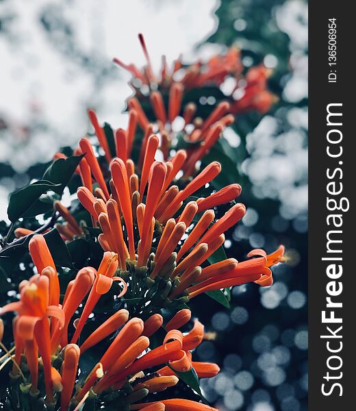 Pyrostegia venusta has a bright orange flower string hanging from the top. Close-Up of orange flower string Against Blurred Background. Pyrostegia venusta has a bright orange flower string hanging from the top. Close-Up of orange flower string Against Blurred Background