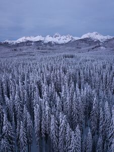 Winter Alpine Forest At Pokljuka Slovenia Covered In Snow At Dawn Royalty Free Stock Photos