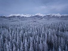 Winter Alpine Forest At Pokljuka Slovenia Covered In Snow At Dawn Stock Photography