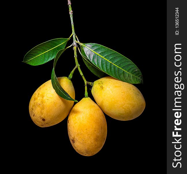 Marian plum isolated on black background. Marian plum isolated on black background