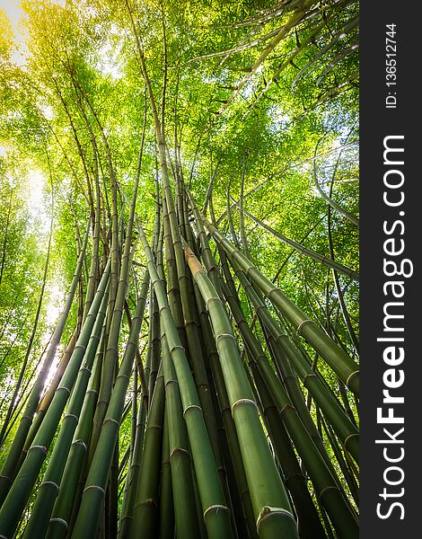 Nature Green Bamboo tree on sunlight background