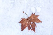 Dry Fallen Maple Leaf On White Snow Background Stock Photos Dry Fallen Maple Leaf On White Snow Background Stock Photos