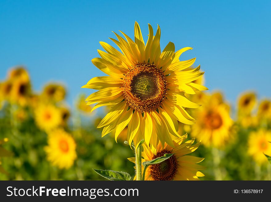 Beautiful field sunflower bright blue sky. Beautiful field sunflower bright blue sky