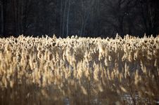 Field Of Wheat Stock Image