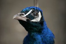 Peacock Close-up Stock Images Peacock Close-up Stock Images