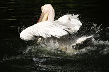 Pink Backed Pelican Royalty Free Stock Photo