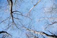 Trees Over Blue Sky Stock Images Trees Over Blue Sky Stock Images