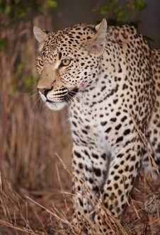 Leopard Sitting Alert In Savannah Royalty Free Stock Images