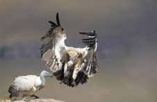 The Cape Griffon Or Cape Vulture Stock Images
