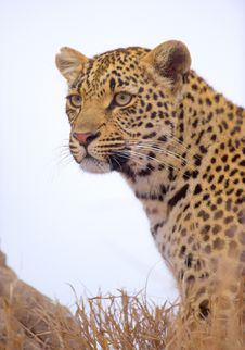 Leopard Sitting In The Grass Royalty Free Stock Image