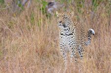Leopard Standing Alert In Savannah Royalty Free Stock Images