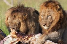 Two Lions (panthera Leo) In Savannah Stock Image