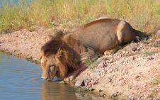 Single Lion (panthera Leo) In Savannah Royalty Free Stock Image