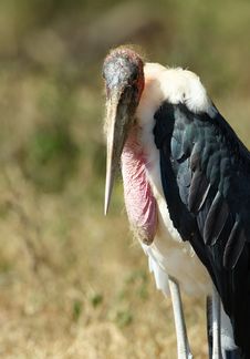Marabou Stork (Leptoptilos Crumeniferus) Royalty Free Stock Image