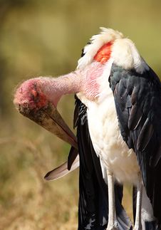 Marabou Stork (Leptoptilos Crumeniferus) Royalty Free Stock Images