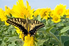 Old World Swallowtail Butterfly Royalty Free Stock Image