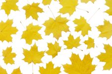 Autumn Maple Leaves Royalty Free Stock Images Autumn Maple Leaves Royalty Free Stock Images