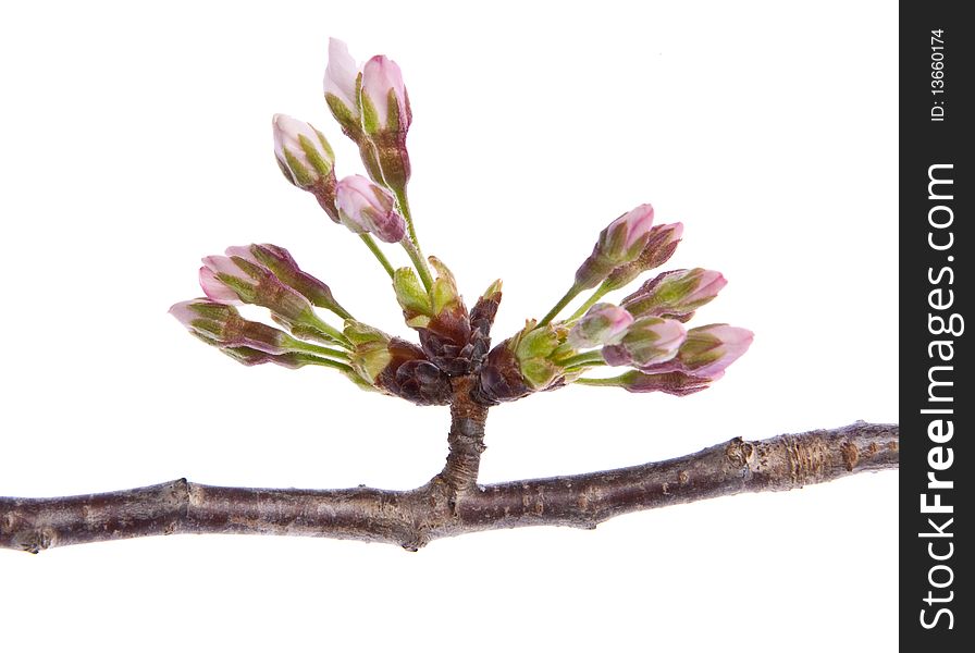 Closed Cherry Blossoms in spring, just before they open into flowers.