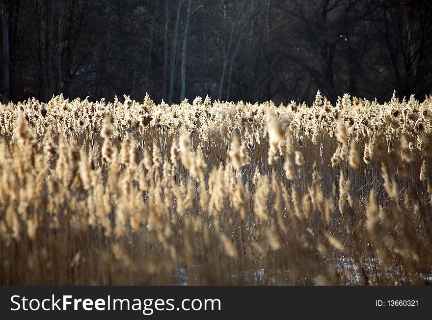 Landscape of field of wheat, winter