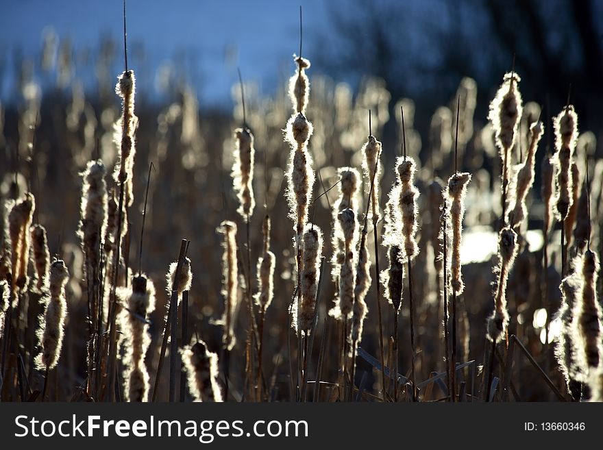 Landscape of reed, bright, closeup