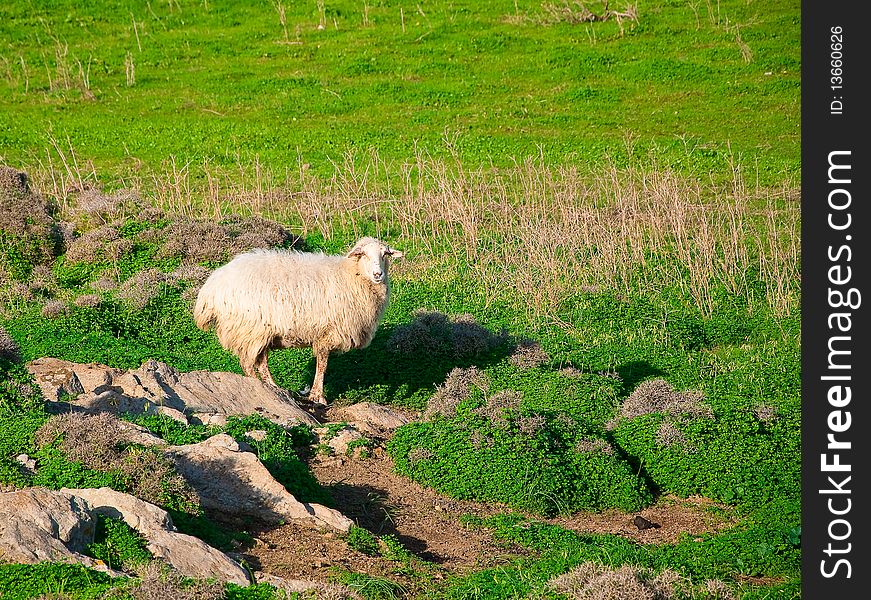Ram stands on a rock in the middle of green grass. Ram stands on a rock in the middle of green grass