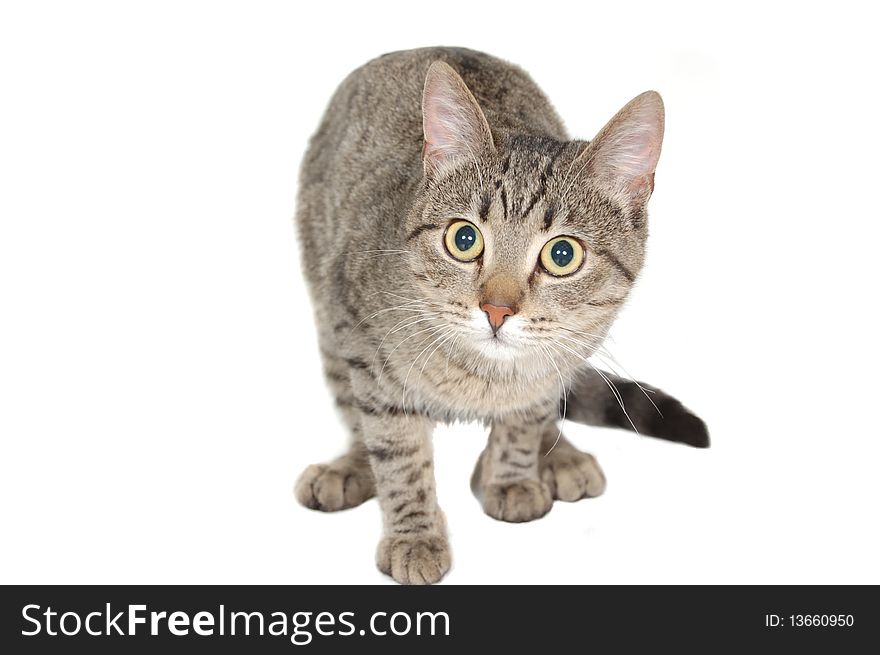 Striped cat on a white background. Striped cat on a white background