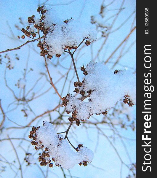 Plant as a winter natural pattern decoration. Plant as a winter natural pattern decoration