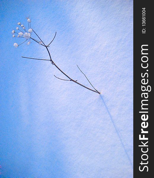 Winter plant in a blue snow in winter