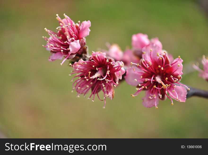 flowers on a peach tree branch