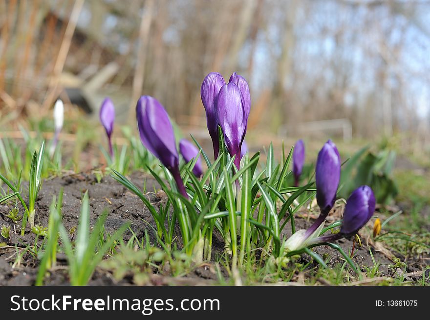 First crocus flowers - spring time