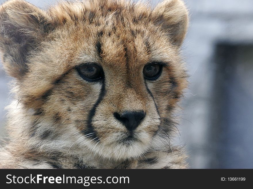 Cheetah's baby close-up