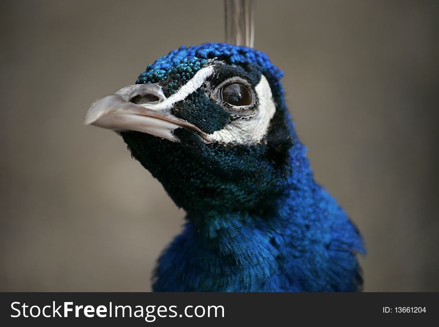 Peacock beautiful close-up. Detail of face is clear and color is beautiful. Peacock beautiful close-up. Detail of face is clear and color is beautiful.