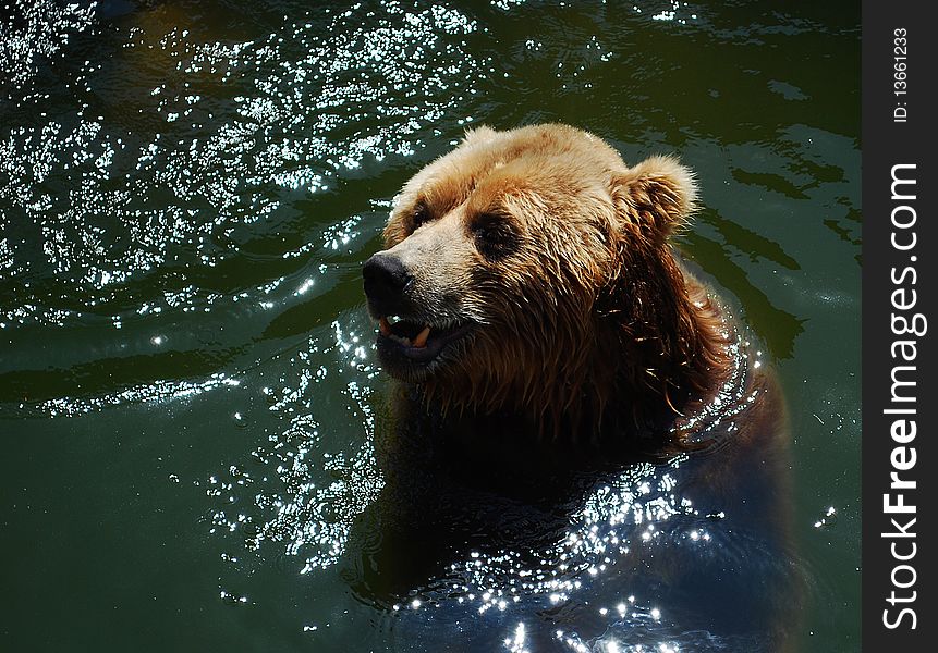 Bear at pool, who live in Riga's zoo.