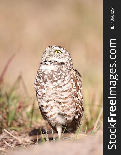 A wary Burrowing Owl (Athene cunicularia) in Cape Corla, Florida.