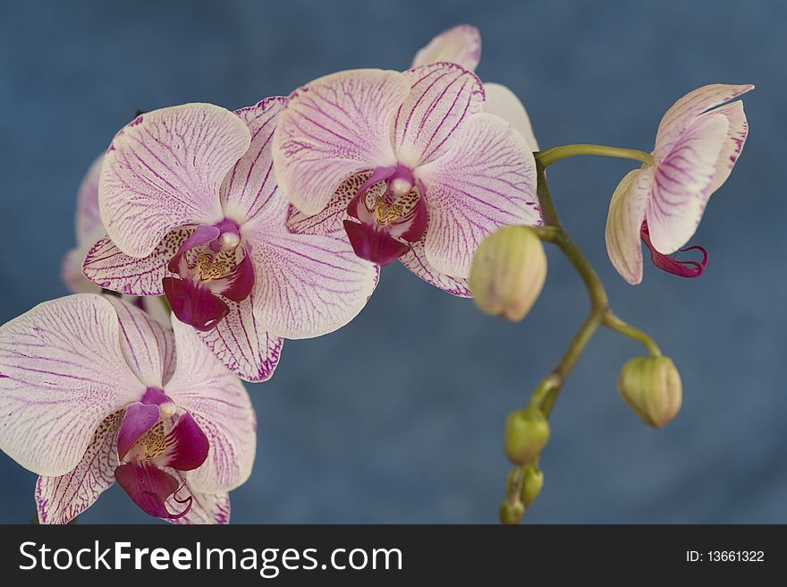 The orchid flower(macro photo)