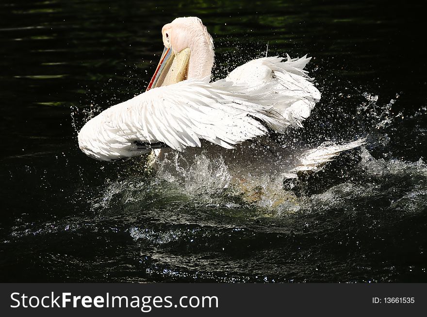 A pink backed pelican shaking water off his back