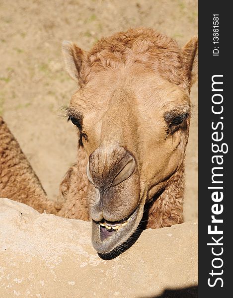 A dromedary camel showing off his teeth