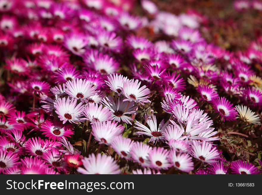 Field of red and pink flowers