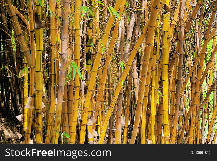 Wild golden bamboo stems strand background texture