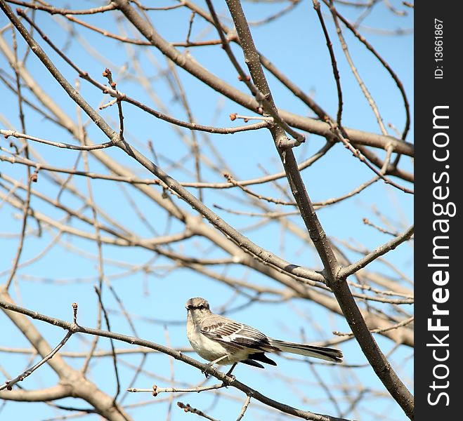 Mockingbird perched in a tree