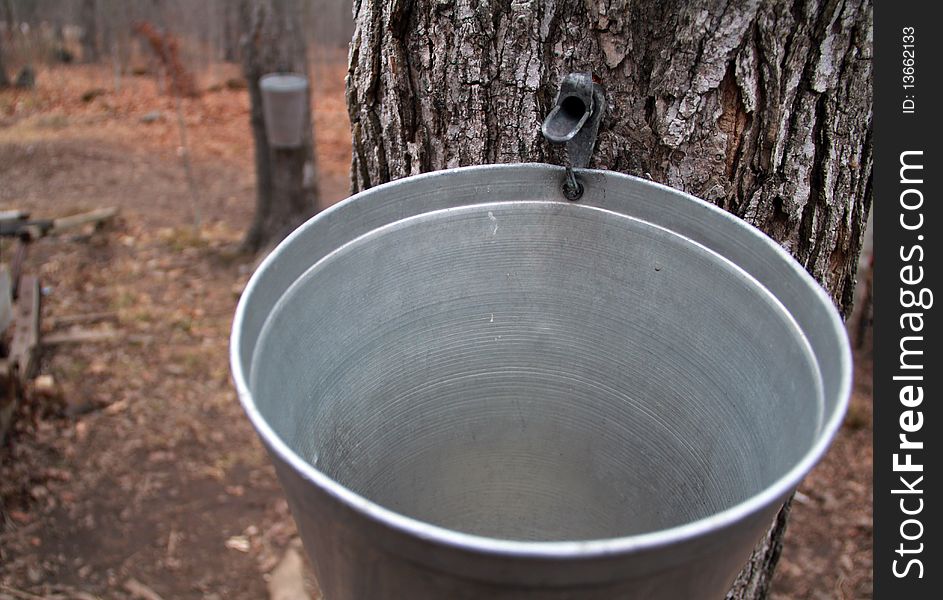 Tapped Maple Tree with bucket