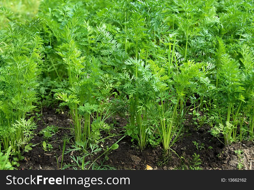 Young green leaves of growing carrot in vegetable garden