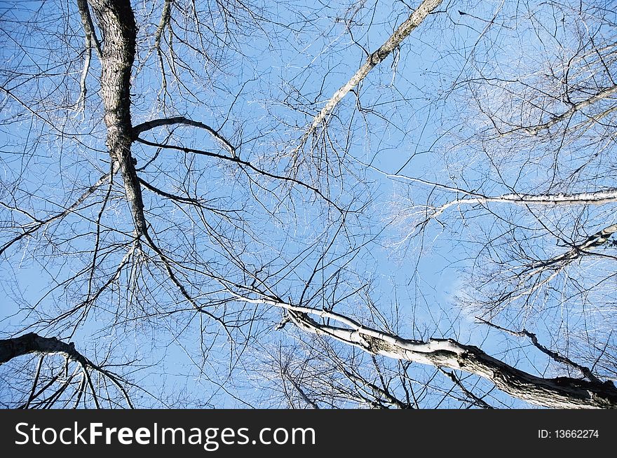 Perspective view of trees over a beautiful blue sky. Perspective view of trees over a beautiful blue sky