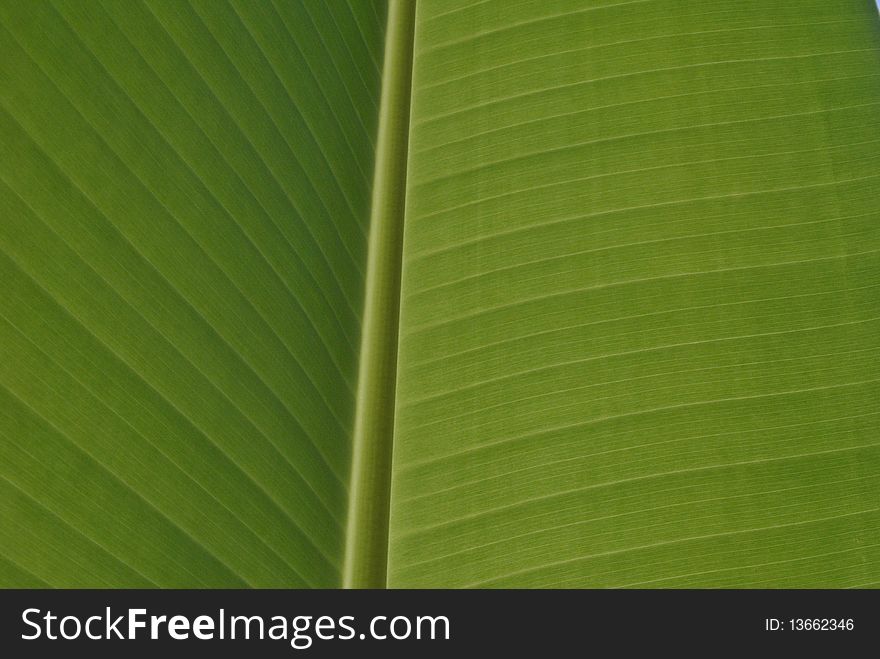 Banana leaves close up photo