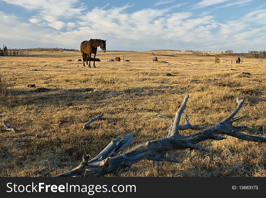 Weathered, sun bleached tree trunk laying in pasture with horse in mid distance, more horses in distance. Weathered, sun bleached tree trunk laying in pasture with horse in mid distance, more horses in distance.
