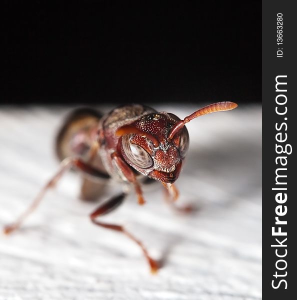 Macro of an adolescent paper wasp. Macro of an adolescent paper wasp