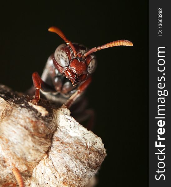 Macro of an adolescent paper wasp standing on a nest. Macro of an adolescent paper wasp standing on a nest