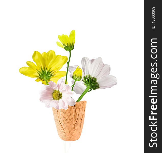 Yellow and white flowers chrysanthemum in pot. Isolated over white